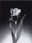 Iris by Dick and Diane Stefanich