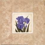 Iris by Gloria Eriksen