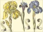 Iris in Bloom I by Claude Langlois