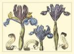 Iris in Bloom II by Claude Langlois