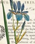 Iris Letter by Sue Schlabach