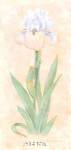 Iris Soliloquy II by Nancy Kaestner