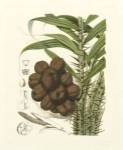 Island Fruits I by Berthe Morisot