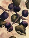 Italian Harvest - Figs by Doris Allison