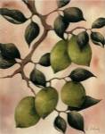 Italian Harvest - Limes by Doris Allison
