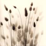 Italian Tall Grass No. 1 by Alan Blaustein