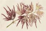 Japanese Maple Leaves V by Stroobant