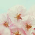 Jardin by Alicia Bock
