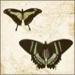Jardin des Papillons II by Vision Studios