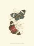 Jardine Butterflies I by Sir William Jardine