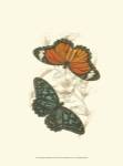 Jardine Butterflies II by Sir William Jardine