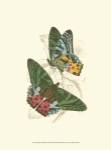 Jardine Butterflies III by Sir William Jardine