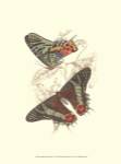 Jardine Butterflies IV by Sir William Jardine