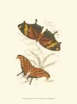 Jardine Butterflies V by Sir William Jardine