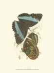 Jardine Butterflies VI by Sir William Jardine