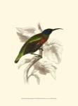 Jardine Hummingbird IV by Sir William Jardine