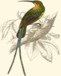 Jardine Hummingbird V by Sir William Jardine
