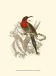 Jardine Hummingbird VI by Sir William Jardine