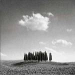Jean Miele - Cypress Trees Size 27.5x30 by Jean Miele