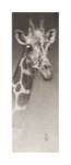 Jean, The Giraffe by Frank Caldwell