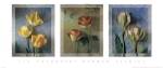 Jim Frankoski - Flower Studies I Size 32x13.5 by Jim Frankoski