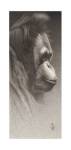 Jojo, The Orangutan by Frank Caldwell