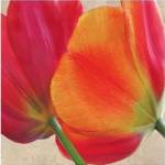 Joy III by S.G. Rose
