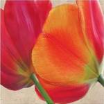 Joy III by S.G. Rose
