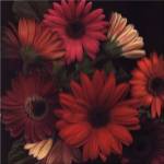Jubilee I (20 x 20) by S.G. Rose
