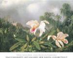 Jungle Orchids and Hummingbirds by Martin Johnson Heade