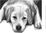 Kailie the Yellow Lab by Beth Thomas