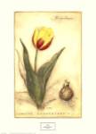 Keizerskroon Tulip by Meg Page