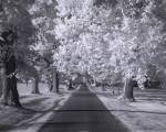 Kentucky Horse Park Lane by Robert Jones
