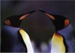 King Penguins by Daniel J. Cox