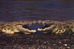 Kissing Crocs by Anonymous