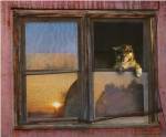 Kitten Window by Chris Vest