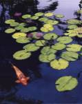 Koi Pond I by Maureen Love