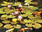 Koi Pond I by Rosiland Solomon