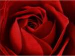 L'Important, c'est la Rose by Photography Collection