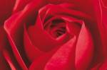 L'Important c'est la Rose by Photography Collection