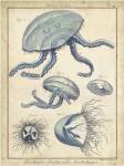 Lamarck Medusa II by Lamarck