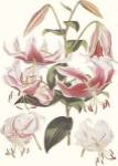 Lance Leaved Lily by Walter H. Fitch