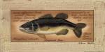 Large Mouth Bass by Becca Barton