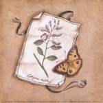 Lathyrus by Kate McRostie