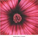 Lavatera by Andrew Levine