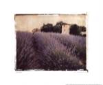 Lavender by Amy Melious