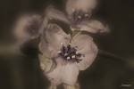 Lavender And White Floral Blooms by Gordon Semmens