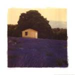 Lavender Country by Amy Melious