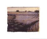 Lavender Field by Amy Melious