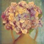 Lavender Hydrangea by Sally Wetherby